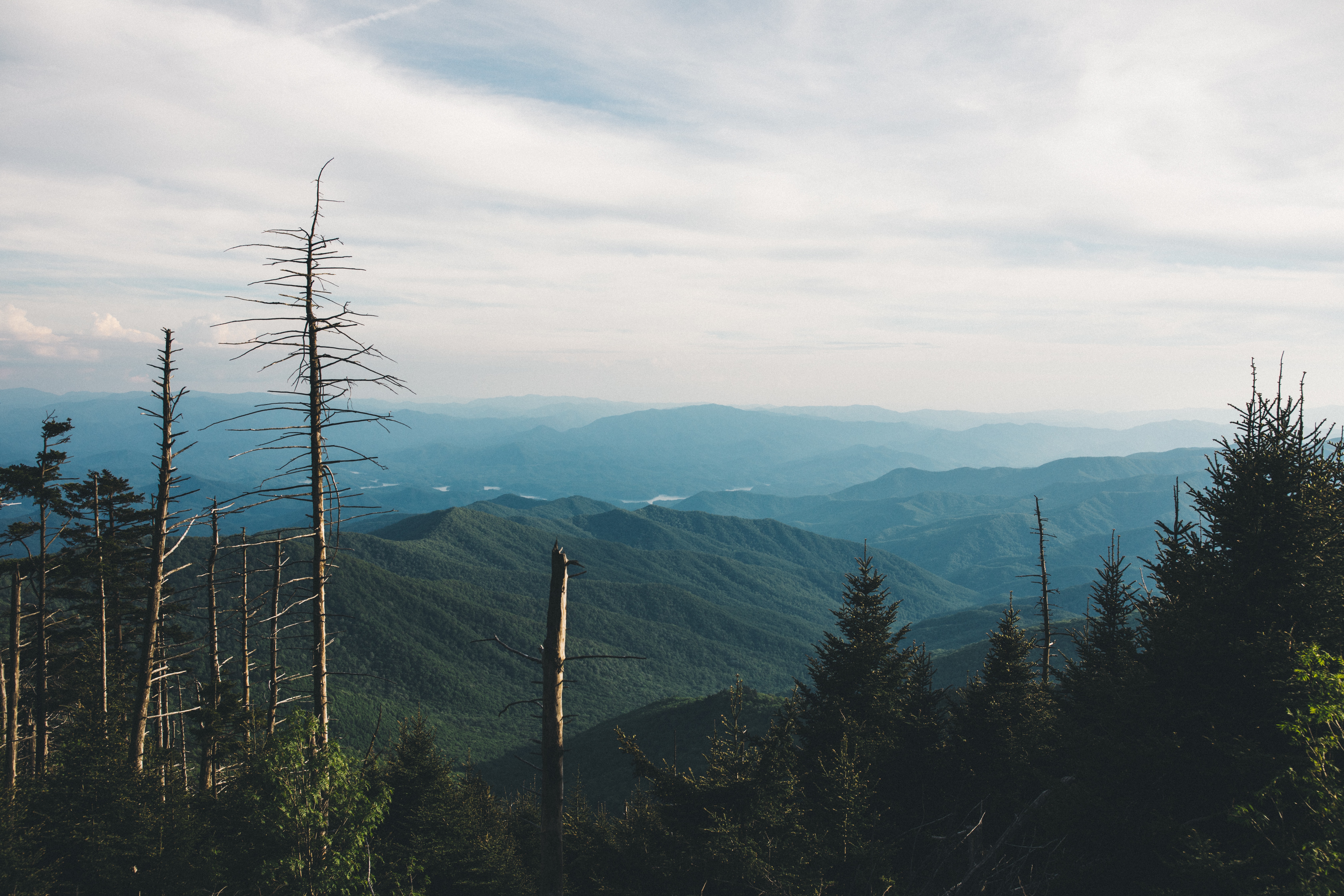 Photo of pine trees on mountain during daytime by Wes Hicks on Unsplash